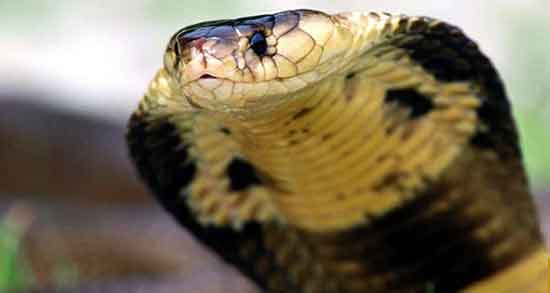 خاصیت گوشت مار و آشنایی با خواص دارویی گوشت مار برای سلامتی خاصیت گوشت مار ؛ آشنایی با خواص دارویی گوشت مار برای سلامتی