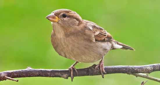 خاصیت گوشت گنجشک و درمان ضعف و بی حالی بدن با خوردن گوشت گنجشک خاصیت گوشت گنجشک ؛ درمان ضعف و بی حالی بدن با خوردن گوشت گنجشک
