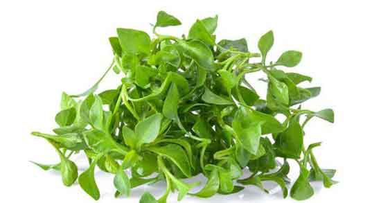 خاصیت گیاه آب تره و فواید مصرف اب تره برای درمان جوش و ماسک صورت خاصیت گیاه آب تره ؛ فواید مصرف اب تره برای درمان جوش و ماسک صورت