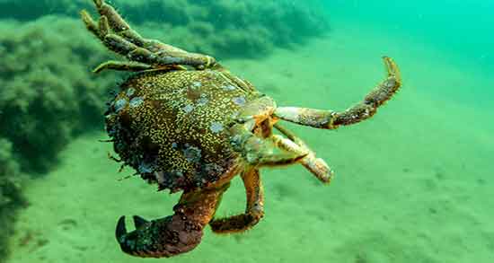 خرچنگ حلال است یا حرام خامنه ای و حکم گوشت خرچنگ از خامنه ایی خرچنگ حلال است یا حرام خامنه ای ؛ حکم گوشت خرچنگ از خامنه ایی