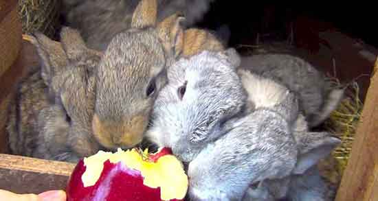 خرگوش و ناباروری و ایا گوشت خرگوش به درمان ناباروری کمک میکند خرگوش و ناباروری ؛ ایا گوشت خرگوش به درمان ناباروری کمک میکند