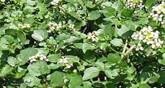 خواص آب تره برای بواسیر و ضماد اب تره برای در محل برای درد بواسیر خواص آب تره برای بواسیر ؛ ضماد اب تره برای در محل برای درد بواسیر