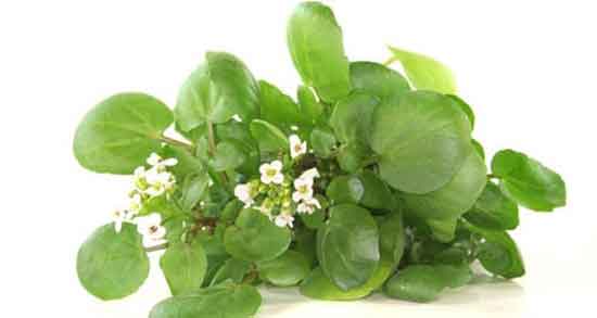 خواص آب تره برای خون دماغ و رحم و مو در طب اسلامی + طریقه گرفتن آب تره خواص آب تره ؛ برای خون دماغ و رحم و مو در طب اسلامی + طریقه گرفتن آب تره