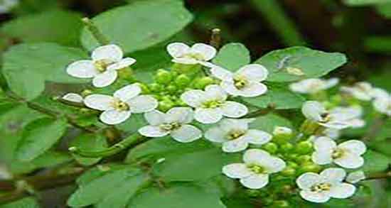 خواص آب تره برای خون دماغ و فواید مصرف اب تره برای درمان خون دماغ خواص آب تره برای خون دماغ ؛ فواید مصرف اب تره برای درمان خون دماغ