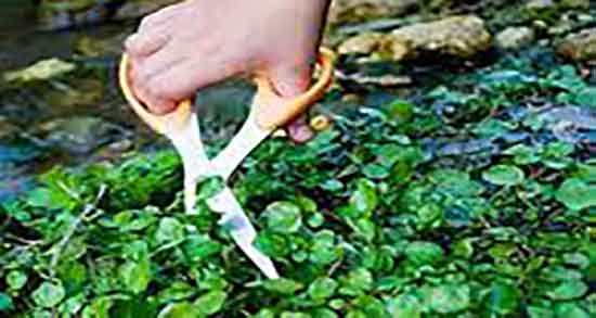 خواص آب تره برای رحم و ایا خوردن اب تره عفونت رحم را درمان میکند خواص آب تره برای رحم ؛ ایا خوردن اب تره عفونت رحم را درمان میکند