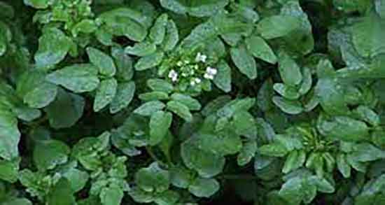 خواص آب تره برای پوست ؛ فواید مصرف اب تره برای زیبایی پوست صورت خواص آب تره برای پوست ؛ فواید مصرف اب تره برای زیبایی پوست صورت