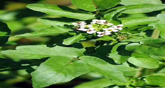 خواص آب تره در طب سنتی ؛ فواید مصرف اب تره از نظر طب سنتی خواص آب تره در طب سنتی ؛ فواید مصرف اب تره از نظر طب سنتی