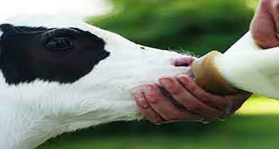 خواص آغوز در طب سنتی و فواید مصرف اغوز در کودکان از نظر طب سنتی خواص آغوز در طب سنتی ؛ فواید مصرف اغوز در کودکان از نظر طب سنتی