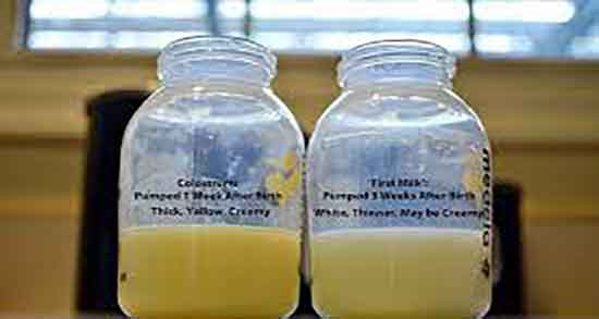 خواص آغوز شتر برای چاقی و ایا اغوز شتر برای چاقی بدن مفیده یا نه خواص آغوز شتر برای چاقی ؛ ایا اغوز شتر برای چاقی بدن مفیده یا نه