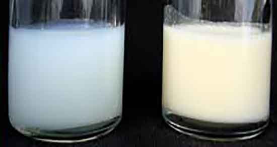 خواص آغوز شتر و فواید آغوز شتر برای چاقی صورت و بدن انسان خواص آغوز شتر ؛ فواید آغوز شتر برای چاقی صورت و بدن انسان