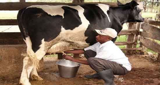 خواص آغوز شیر گاو و خاصیت مصرف آغوز شیر گاو برای زیبایی پوست خواص آغوز شیر گاو ؛ خاصیت مصرف آغوز شیر گاو برای زیبایی پوست