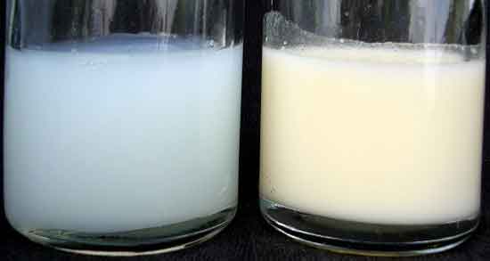 خواص آغوز و شیر مادر و شیر گاو و شیر گوسفند در طب سنتی و بهترین روش نگه داری آغوز خواص آغوز ؛ شیر مادر ، شیر گاو و شیر گوسفند در طب سنتی و بهترین روش نگه داری آغوز