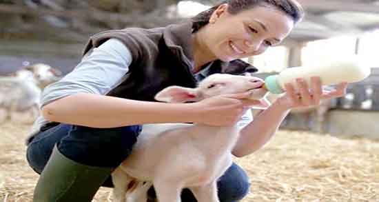 خواص آغوز گوسفندی برای انسان و فواید مصرف اغوز گوسفندی برای بدن خواص آغوز گوسفندی برای انسان ؛ فواید مصرف اغوز گوسفندی برای بدن