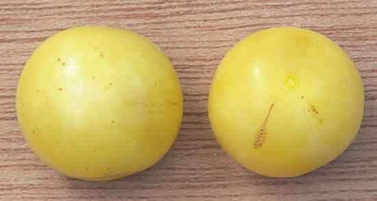 خواص آلو زرد تازه و آشنایی با خواص درمانی مصرف آلو زرد تازه برای بدن خواص آلو زرد تازه ؛ آشنایی با خواص درمانی مصرف آلو زرد تازه برای بدن