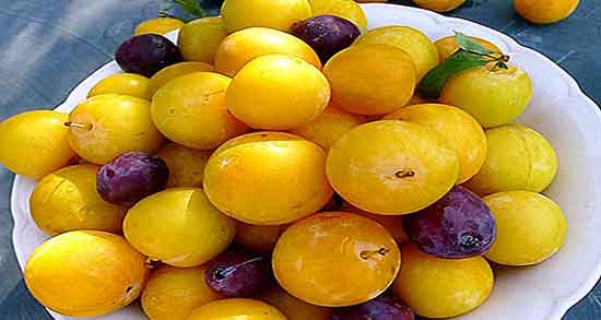 خواص آلو زرد در طب سنتی و خواص درمانی آلو زرد از دیدگاه طب سنتی خواص آلو زرد در طب سنتی ؛ خواص درمانی آلو زرد از دیدگاه طب سنتی