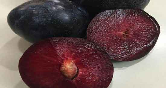 خواص آلو سیاه برای ریه ؛ پیشگیری از بیماری های ریوی با مصرف آلو سیاه خواص آلو سیاه برای ریه ؛ پیشگیری از بیماری های ریوی با مصرف آلو سیاه