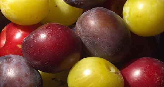 خواص آلو سیاه و زرد ؛ پیشگیری و درمان پوکی استخوان با خوردن آلو سیاه و زرد خواص آلو سیاه و زرد ؛ پیشگیری و درمان پوکی استخوان با خوردن آلو سیاه و زرد