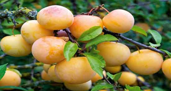 خواص آلو قطره طلا و در طب سنتی برای زنان باردار ، لاغری و درمان یبوست خواص آلو قطره طلا ؛ در طب سنتی برای زنان باردار ، لاغری و درمان یبوست