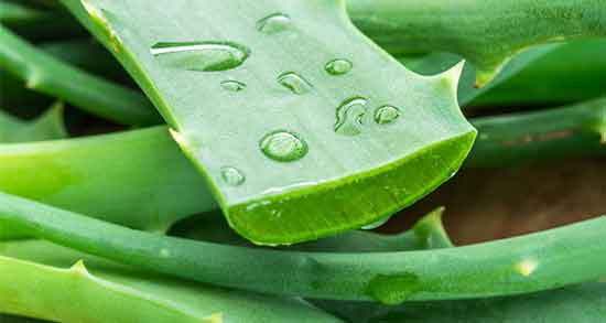 خواص آلوورا برای جوش صورت و درمان جوش و آکنه پوست با آلوورا خواص آلوورا برای جوش صورت ؛ درمان جوش و آکنه پوست با آلوورا