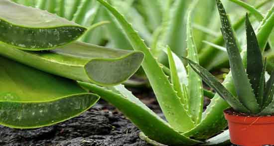 خواص آلوورا برای واژن ؛ درمان تیرگی ناحیه تناسلی زنان با آلوورا خواص آلوورا برای واژن ؛ درمان تیرگی ناحیه تناسلی زنان با آلوورا