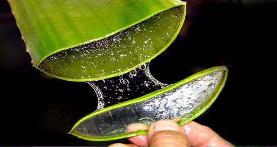 خواص آلوورا و ویتامین e ؛ درمان لکه های تیره پوست با ترکیب آلوورا و ویتامین e خواص آلوورا و ویتامین e ؛ درمان لکه های تیره پوست با ترکیب آلوورا و ویتامین e