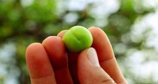 خواص آلوچه سبز برای زنان باردار و فواید خوردن آلوچه سبز برای حفظ سلامت زنان باردار خواص آلوچه سبز برای زنان باردار ؛ فواید خوردن آلوچه سبز برای حفظ سلامت زنان باردار