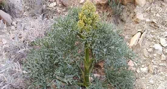 خواص آنغوزه برای بارداری و فواید مصرف انغوزه برای زنان باردار چیست خواص آنغوزه برای بارداری ؛ فواید مصرف انغوزه برای زنان باردار چیست