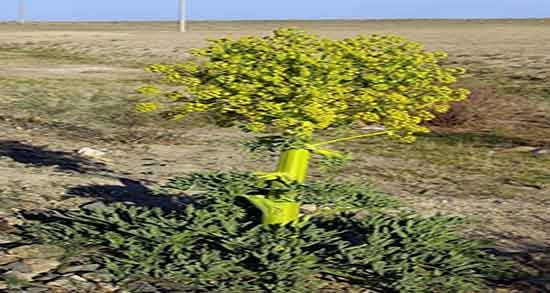 خواص آنغوزه برای رحم و خاصیت مصرف انغوزه برای عفونت های رحم خواص آنغوزه برای رحم ؛ خاصیت مصرف انغوزه برای عفونت های رحم