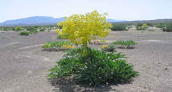 خواص آنغوزه برای زنان و خاصیت مصرف انغوزه برای درمان ناباروری زنان خواص آنغوزه برای زنان ؛ خاصیت مصرف انغوزه برای درمان ناباروری زنان