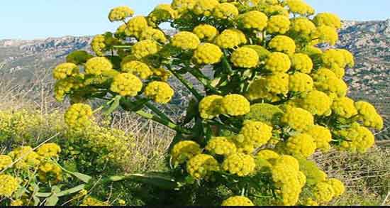 خواص آنغوزه برای سرماخوردگی و فواید انغوزه برای درمان عفونت گلو خواص آنغوزه برای سرماخوردگی ؛ فواید انغوزه برای درمان عفونت گلو