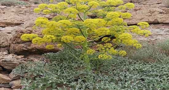 خواص آنغوزه برای معده و درمان زخم معده با خوردن انغوزه شیرین خواص آنغوزه برای معده ؛ درمان زخم معده با خوردن انغوزه شیرین