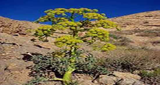 خواص آنغوزه برای مو و خاصیت ماسک انغوزه برای رشد موی سر خواص آنغوزه برای مو ؛ خاصیت ماسک انغوزه برای رشد موی سر