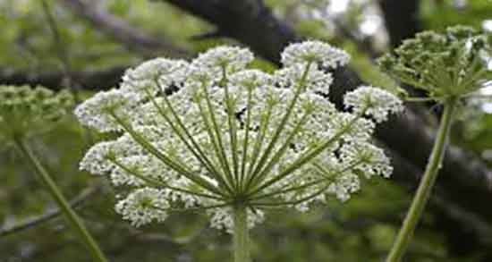 خواص آنغوزه برای پوست و مو و ایا مصرف انغوزه برای پوست و مو مفیده خواص آنغوزه برای پوست و مو ؛ ایا مصرف انغوزه برای پوست و مو مفیده