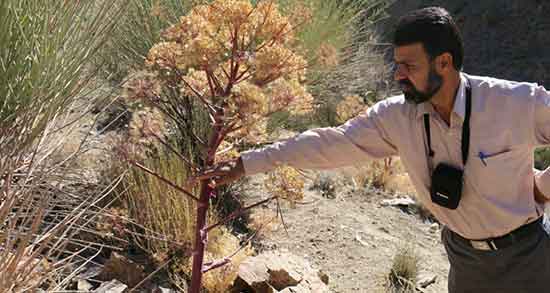 خواص آنغوزه در بارداری و فواید مصرف انغوزه در دوران بارداری زنان خواص آنغوزه در بارداری ؛ فواید مصرف انغوزه در دوران بارداری زنان