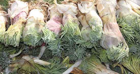 خواص آنغوزه در طب اسلامی و خاصیت مصرف انغوزه از نظر طب اسلامی خواص آنغوزه در طب اسلامی ؛ خاصیت مصرف انغوزه از نظر طب اسلامی