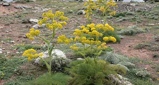 خواص آنغوزه در طب سنتی و فواید و مضرات گیاه انغوزه در طب سنتی خواص آنغوزه در طب سنتی ؛ فواید و مضرات گیاه انغوزه در طب سنتی