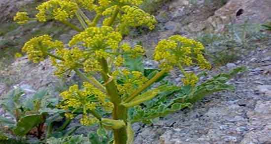 خواص آنغوزه شیرین و ایا انغوزه شیرین برای درمان سوزش ادرار خوبه خواص آنغوزه شیرین ؛ ایا انغوزه شیرین برای درمان سوزش ادرار خوبه