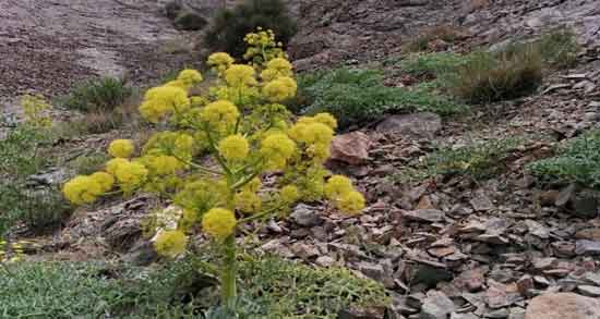 خواص آنغوزه و برای بارداری ، لاغری و درمان کیست تخمدان خواص آنغوزه ؛ برای بارداری ، لاغری و درمان کیست تخمدان