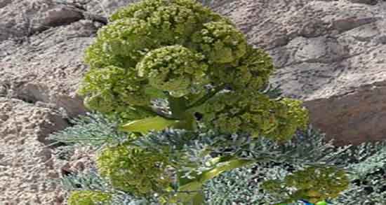 خواص آنغوزه کوهی و ایا انغوزه کوهی برای بدن مفید است یا نه خواص آنغوزه کوهی ؛ ایا انغوزه کوهی برای بدن مفید است یا نه