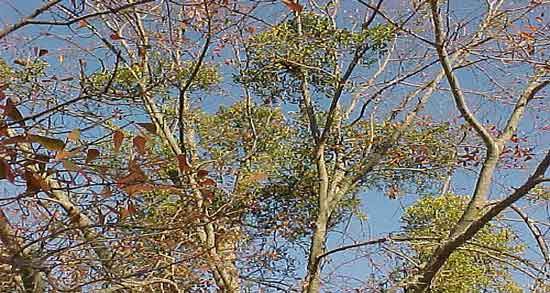 خواص ادرار انسان برای درختان و ادرار انسان به عنوان کودی مناسب برای رشد درختان خواص ادرار انسان برای درختان ؛ ادرار انسان به عنوان کودی مناسب برای رشد درختان