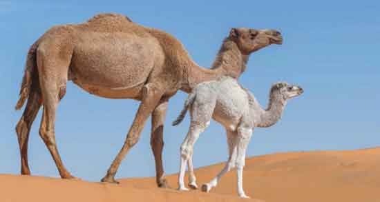 خواص ادرار شتر در اسلام ؛ نگاه دین اسلام به ادرار شتر چگونه است؟ خواص ادرار شتر در اسلام ؛ نگاه دین اسلام به ادرار شتر چگونه است؟