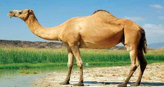 خواص ادرار شتر نر ؛ همه چیز درباره خواص و فواید مصرف ادرار شتر نر برای سلامت خواص ادرار شتر نر ؛ همه چیز درباره خواص و فواید مصرف ادرار شتر نر برای سلامت