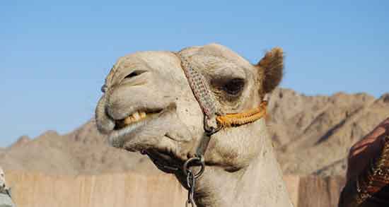 خواص ادرار شتر چیست ؛ برای درمان کدام بیماری مصرف ادرار شتر مفید است خواص ادرار شتر چیست ؛ برای درمان کدام بیماری مصرف ادرار شتر مفید است