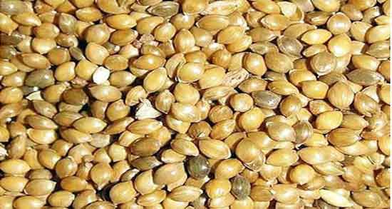 خواص ارزن برای انسان و درمان کم خونی ، کاهش وزن و دیابت با مصرف ارزن خواص ارزن برای انسان ؛ درمان کم خونی ، کاهش وزن و دیابت با مصرف ارزن