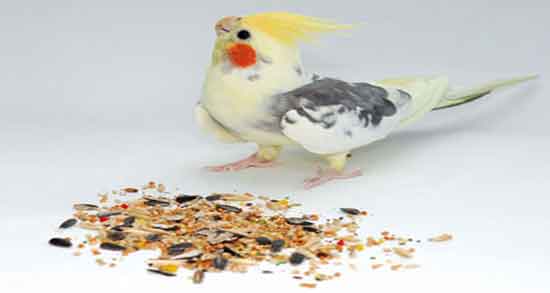 خواص ارزن برای عروس هلندی و خاصیت استفاده از ارزن برای تغذیه عروس هلندی خواص ارزن برای عروس هلندی ؛ خاصیت استفاده از ارزن برای تغذیه عروس هلندی