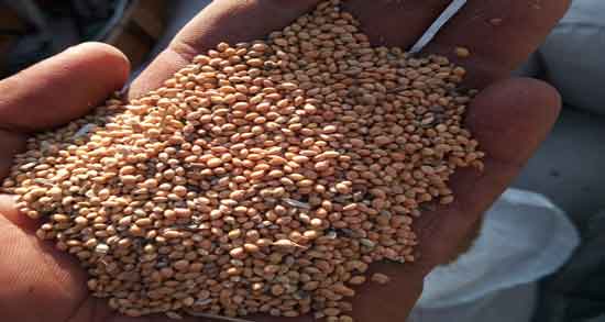 خواص ارزن قرمز و معرفی کامل ارزن قرمز و خواصی که دارد خواص ارزن قرمز ؛ معرفی کامل ارزن قرمز و خواصی که دارد