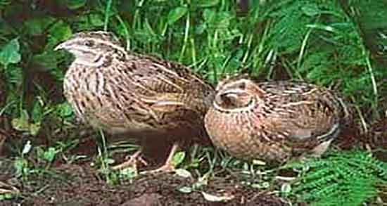 خواص استخوان بلدرچین و فواید استخوان بلدرچین برای سرطان خواص استخوان بلدرچین ؛ فواید استخوان بلدرچین برای سرطان