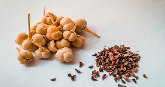 خواص اسپند برای قلب ؛ اسپند به عنوان بهترین تقویت کننده قلب خواص اسپند برای قلب ؛ اسپند به عنوان بهترین تقویت کننده قلب