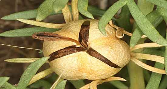 خواص اسپند برای لاغری شکم و آب کردن چربی های شکم با اسپند خواص اسپند برای لاغری شکم ؛ آب کردن چربی های شکم با اسپند