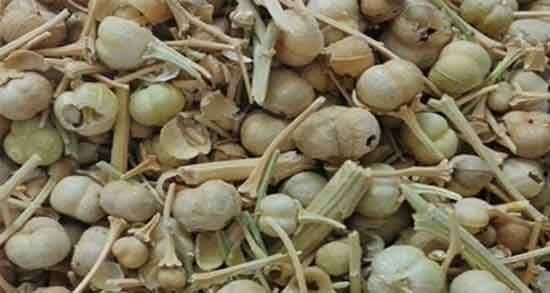 خواص اسپند در ترک اعتیاد و فواید گیاه اسپند برای کمک به ترک اعتیاد خواص اسپند در ترک اعتیاد ؛ فواید گیاه اسپند برای کمک به ترک اعتیاد